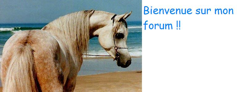 Les chevaux Forum Index
