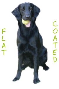 Le forum du Flat Coated retriever ou Retriever à poil plat Forum Index