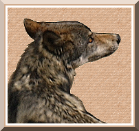 LesMotsDIstina Forum Index