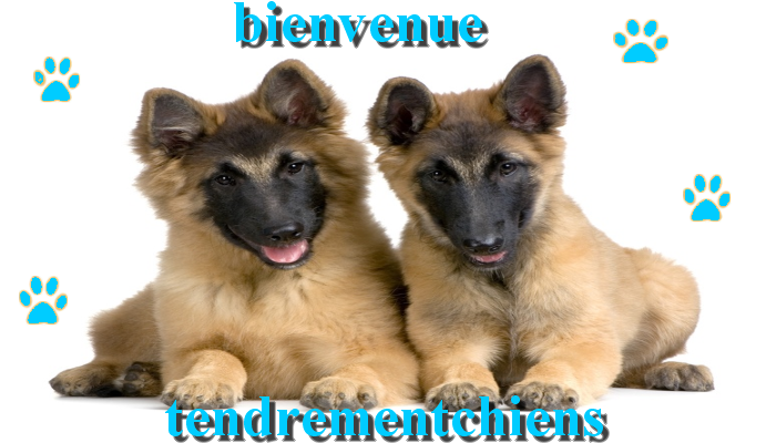tendrementchiens Forum Index