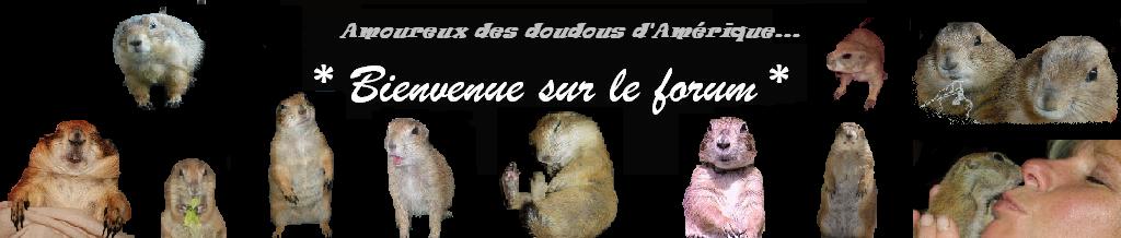 Le forum des chiens de prairie (cdp) Forum Index