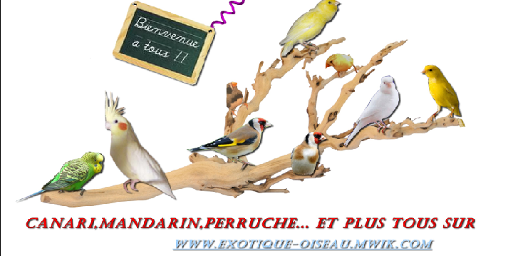 Exotique oiseau Index