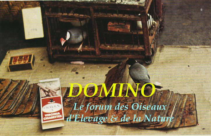  Forum Index