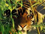 New posts