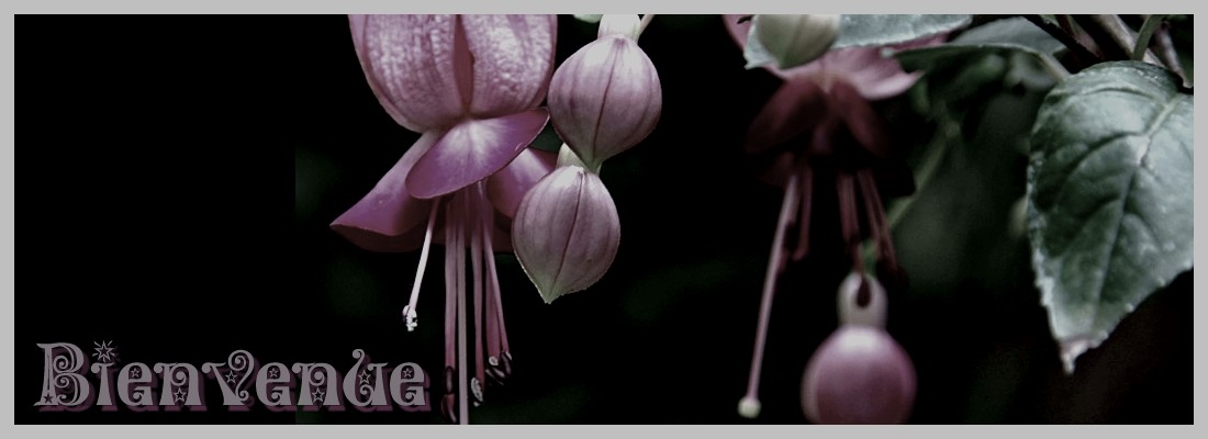 fuchsia Forum Index