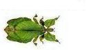 Phyllium56 Forum Index