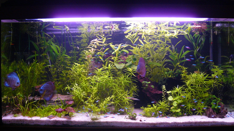 club d'aquariophilie de St Amand les Eaux Forum Index