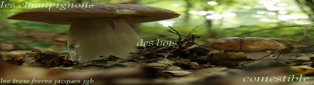 les champignons des bois comestible Forum Index