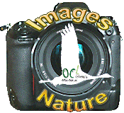 Club Images et Nature - Lésigny Forum Index
