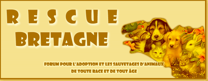 RESCUE BRETAGNE :: Adoptions & Sauvetages de chiens, chats, nac... Forum Index