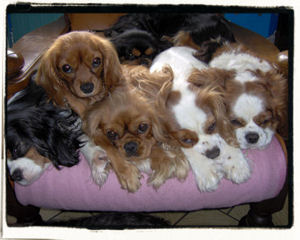 Nos Amours de CAVALIERS KING CHARLES Index du Forum