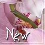 New posts
