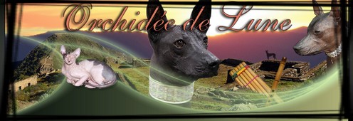 Orchidée de Lune Forum Index