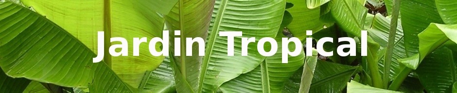 Jardin Tropical Forum Index