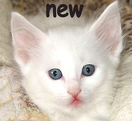 New posts