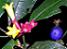 http://img4.xooimage.com/files/e/6/5/botanique-632587.jpg