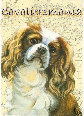 Cavaliersmania Forum Index