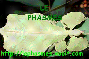les phasmes Forum Index